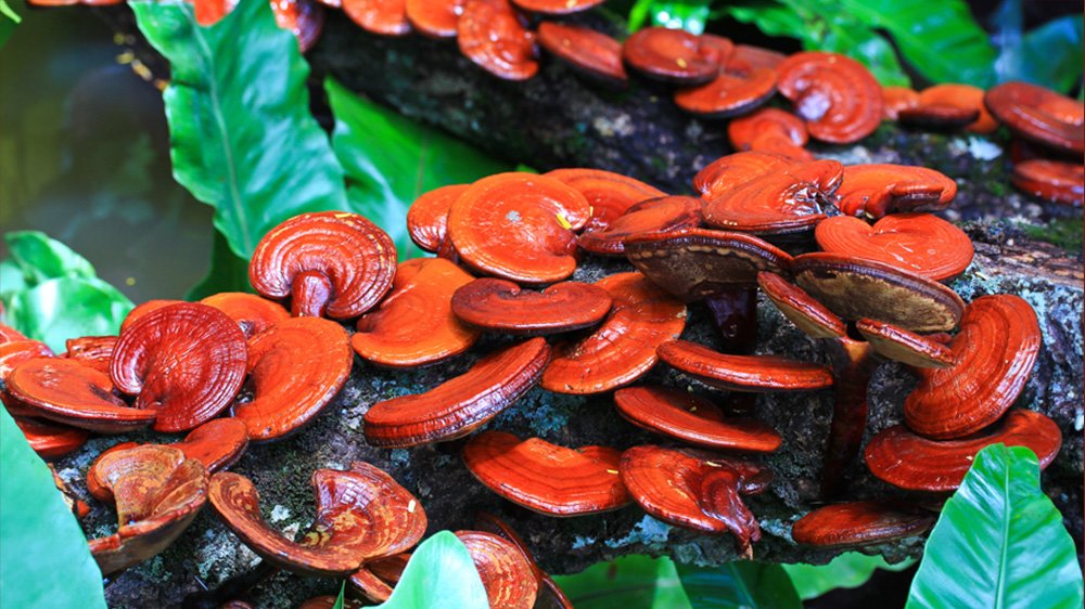ensemble-de-champignons-red-reishi-sur-tron-arbre.jpg