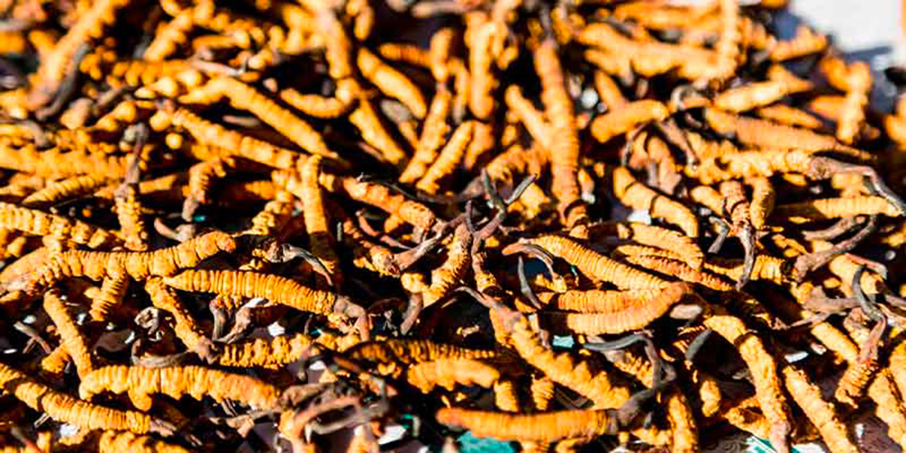 champignon cordyceps Nobilis Mush